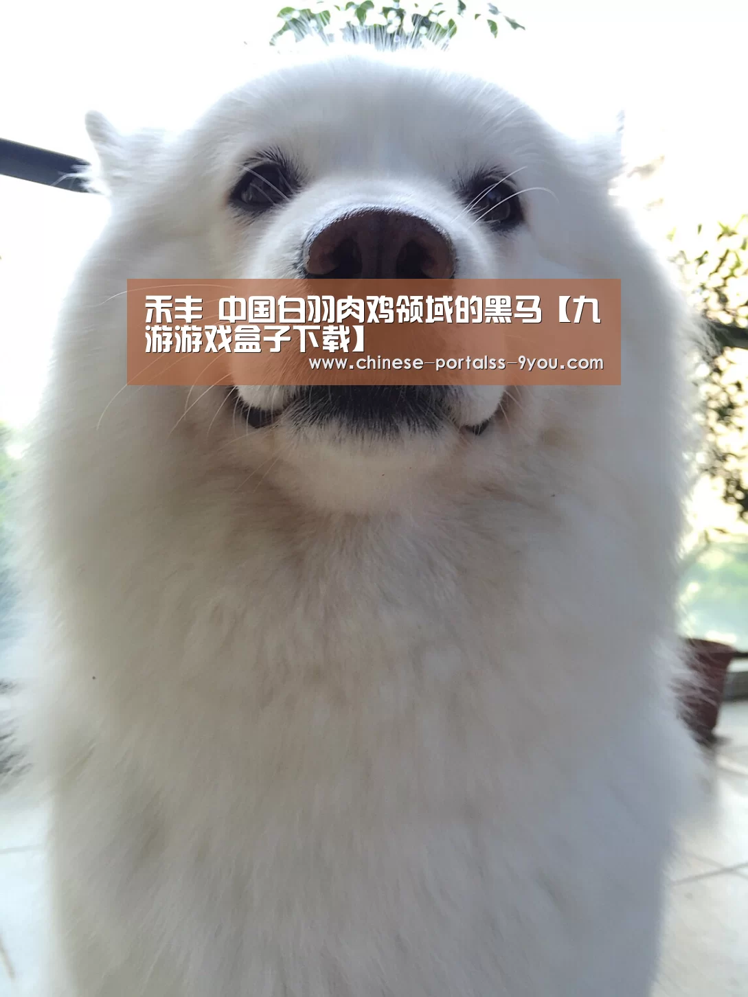 禾丰 中国白羽肉鸡领域的黑马【九游游戏盒子下载】(图3) 九游官网下载