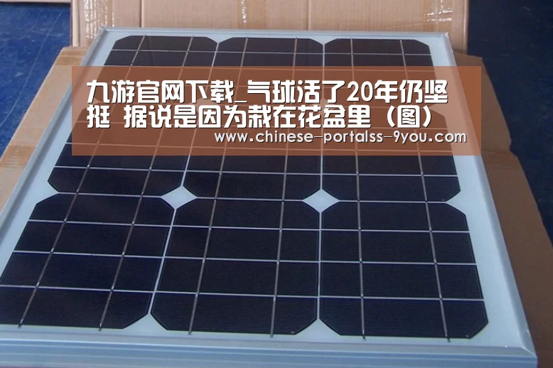 九游官网下载_气球活了20年仍坚挺 据说是因为栽在花盆里(图)(图1) 九游游戏盒子下载